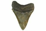 Fossil Megalodon Tooth - South Carolina #130776-2